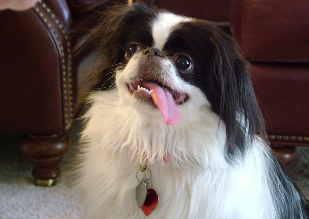 #27. Japanese chin